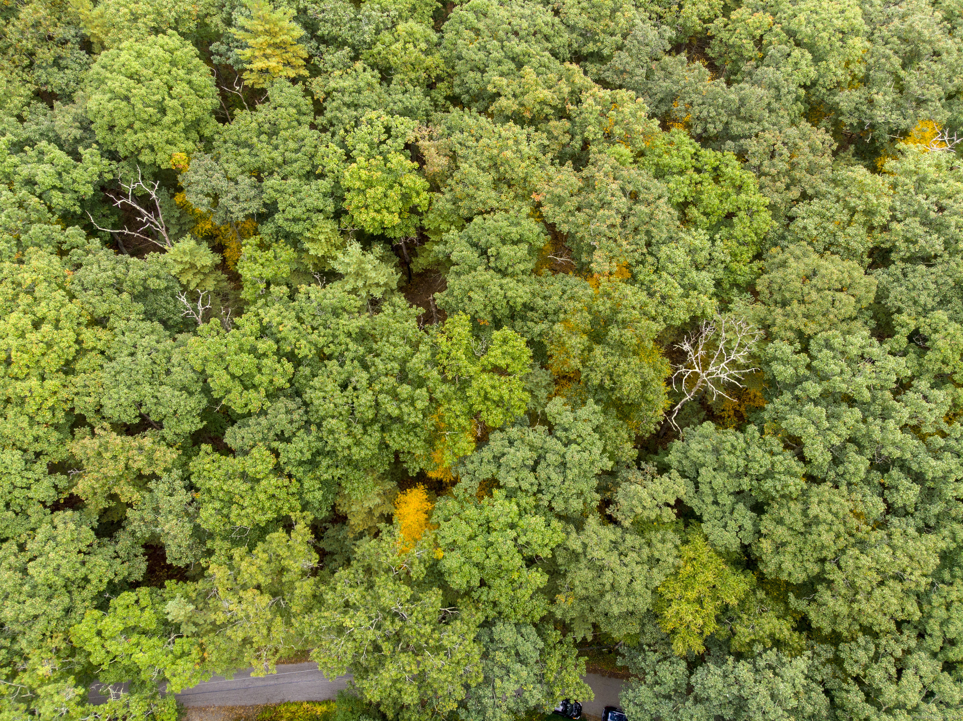 96 Rodgers Road Killingly, CT 06260 - Photo 5 of 5 a view of a tree