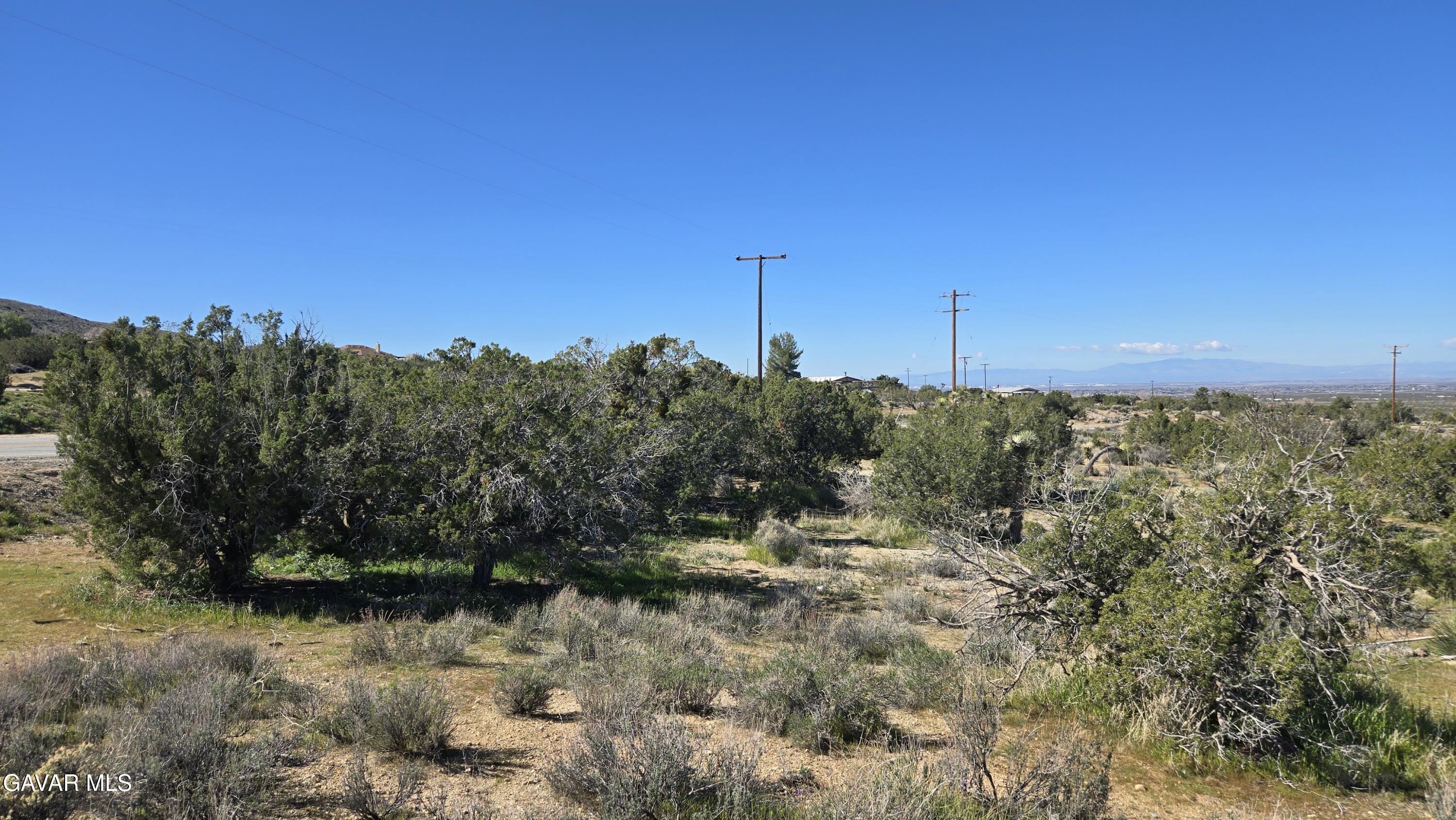 Valyermo Road Pearblossom, CA 93553 - Photo 26 of 34 a view of a forest with trees in the background