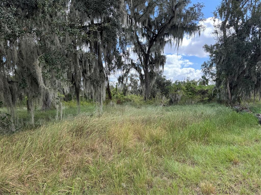 3721 Porter Road Lithia, FL 33547 - Photo 4 of 10 a view of a lush green forest with lots of trees