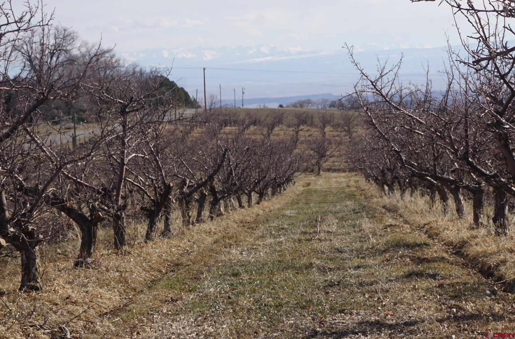 19235 2325th Road Cedaredge, CO 81413 - Photo 30 of 34 a view of a dry yard with lots of trees