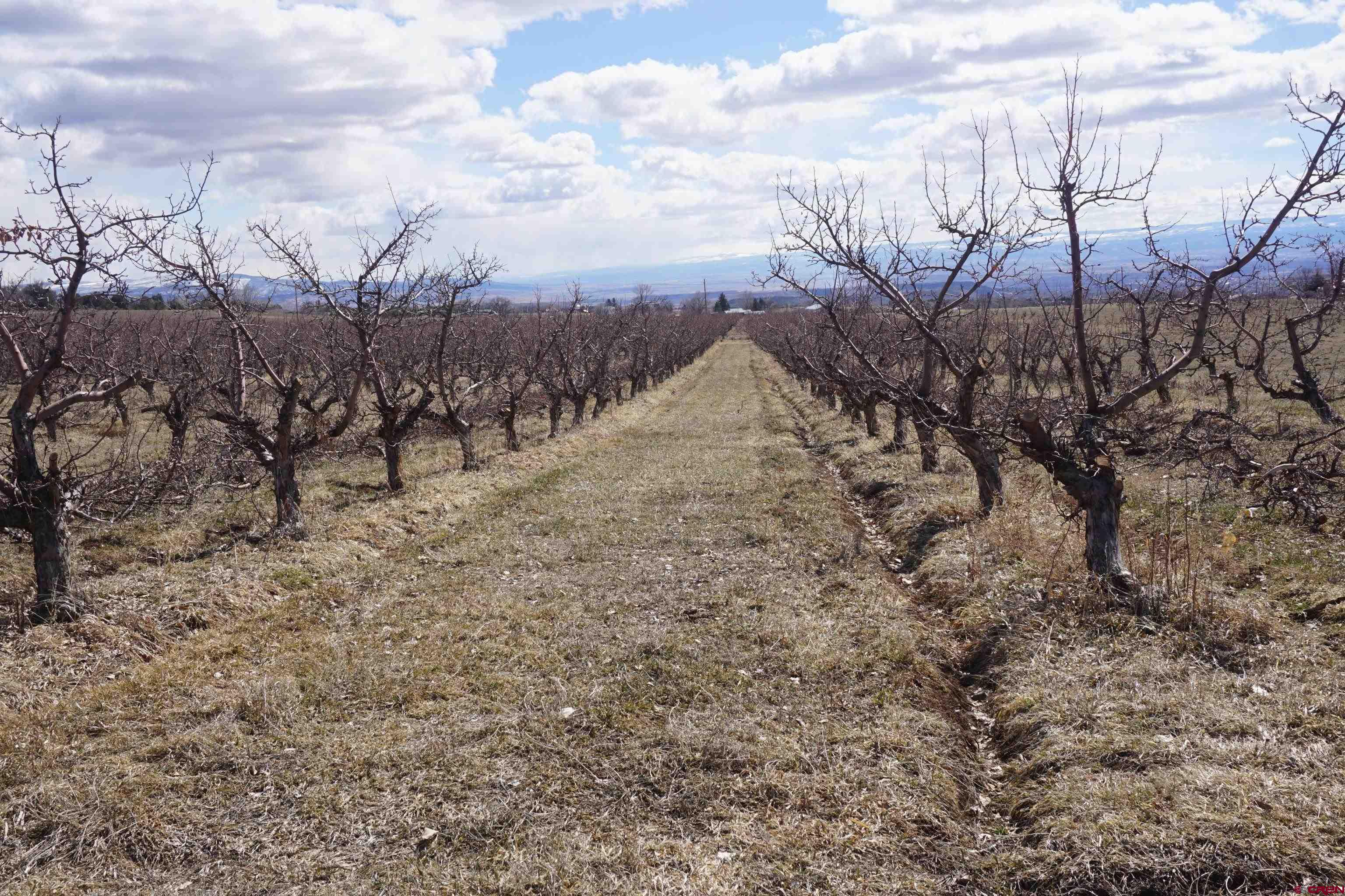 19235 2325th Road Cedaredge, CO 81413 - Photo 31 of 34 a view of a dry yard with trees and stairs