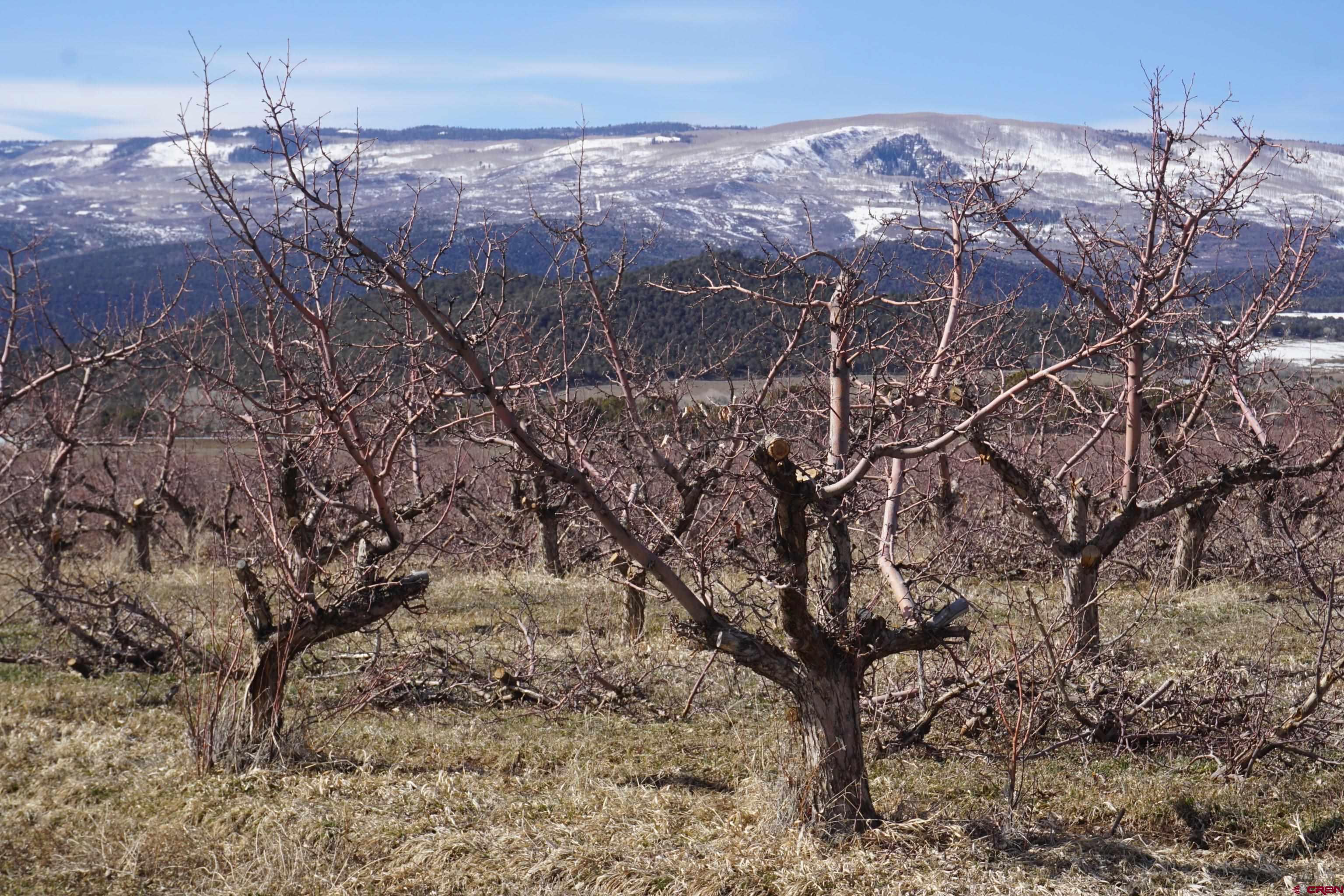 19235 2325th Road Cedaredge, CO 81413 - Photo 32 of 34 a view of a forest with a mountain
