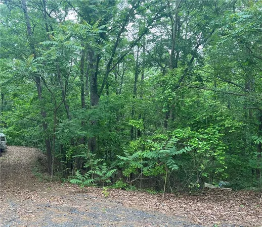 a view of a forest with trees in the background