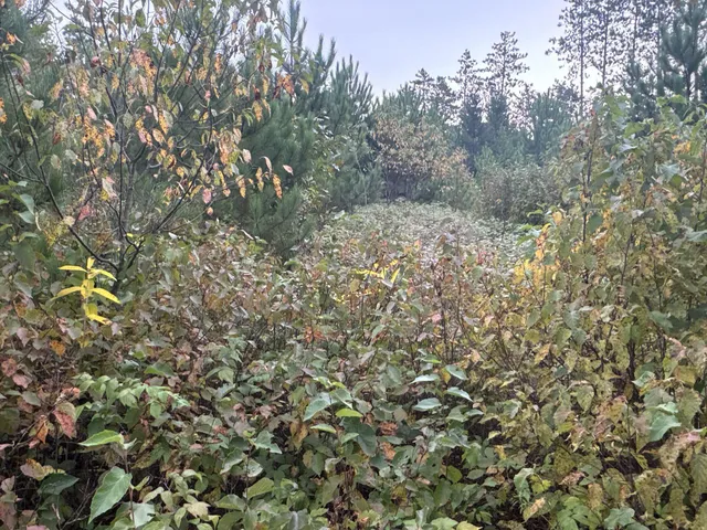 $85,000 | Tbd Hayden Lake Road, Danbury, WI 54830