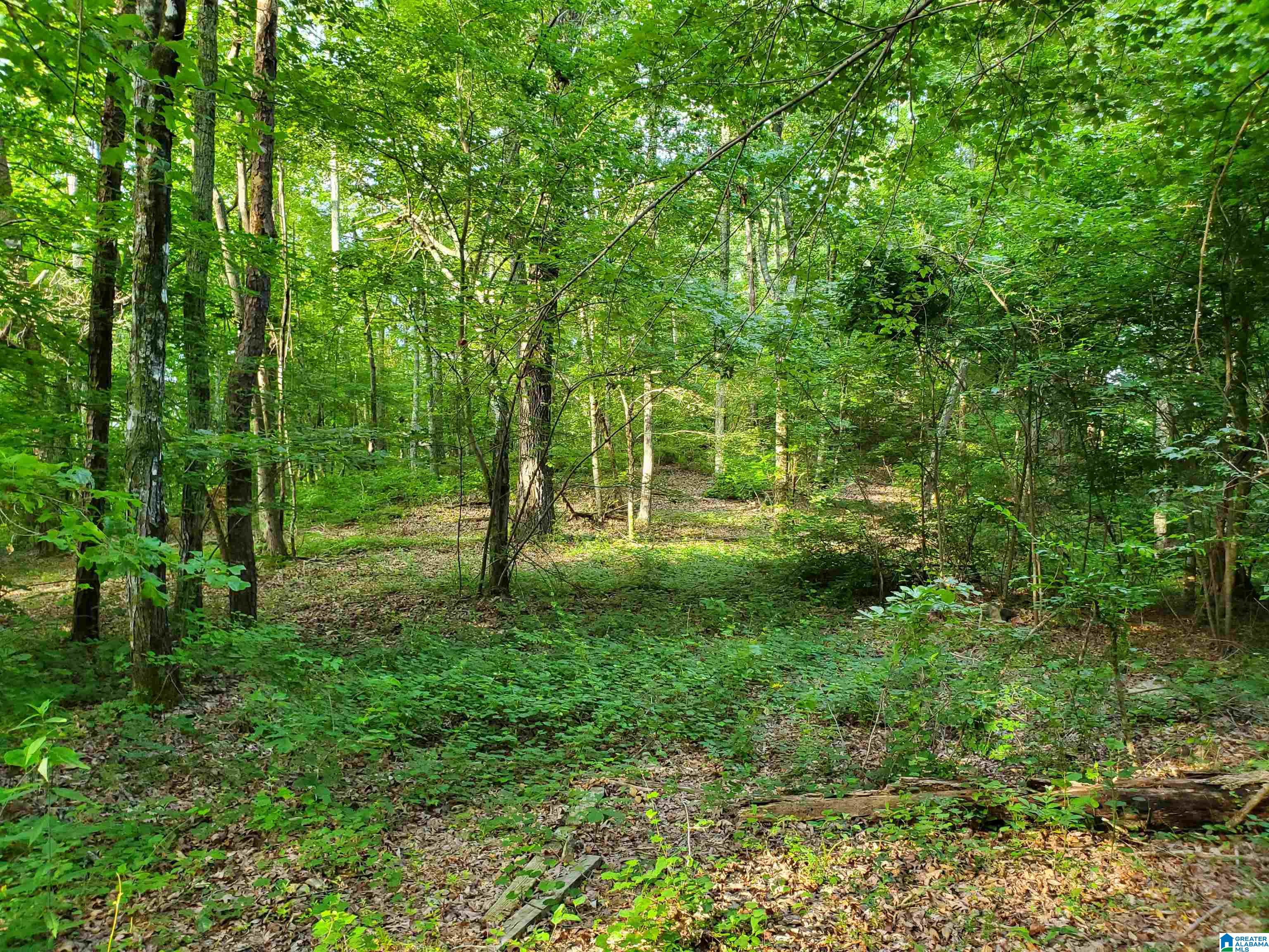 Shoal Creek Road Ashville, AL 35953 - Photo 2 of 6