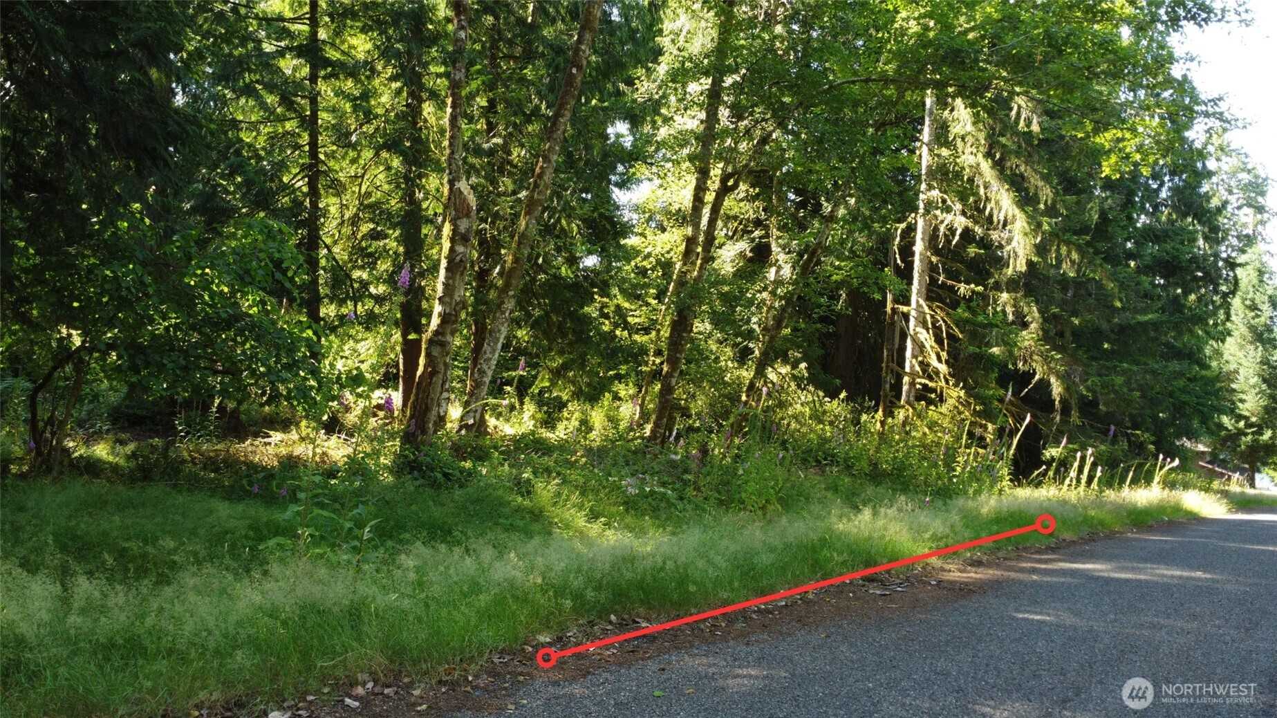 10114 Selma Circle Anderson Island, WA 98303 - Photo 1 of 5 a view of a yard with plants and trees
