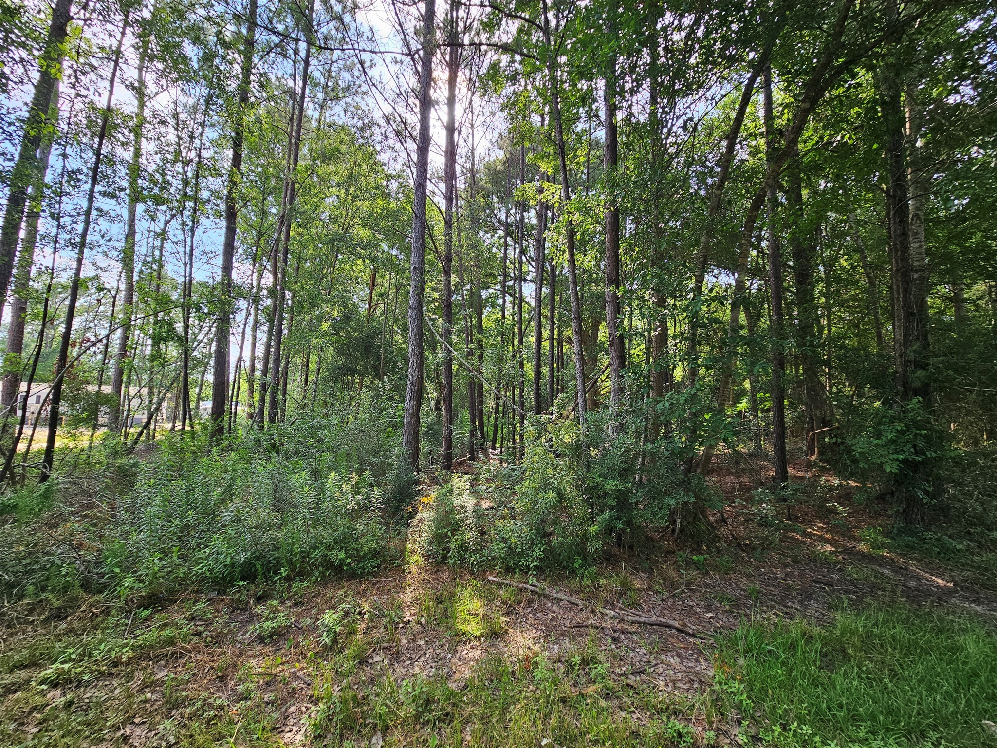 185 Sessums Road Silsbee, TX 77656 - Photo 3 of 7 a view of a lush green forest