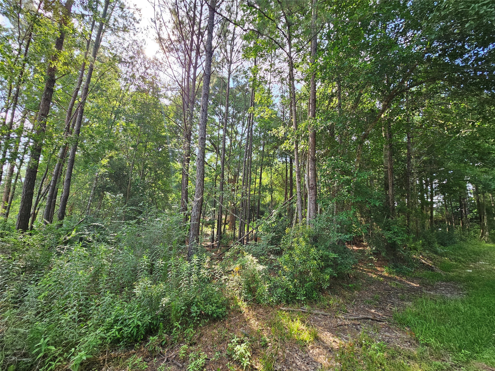 185 Sessums Road Silsbee, TX 77656 - Photo 4 of 7 a view of forest