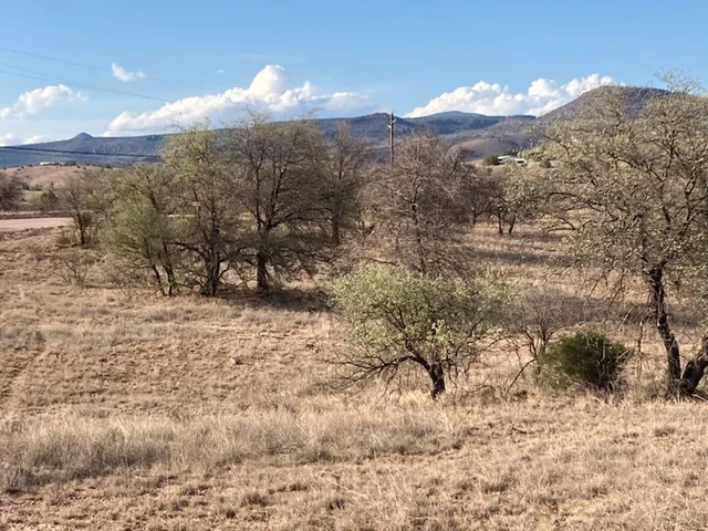 a view of a yard with a tree