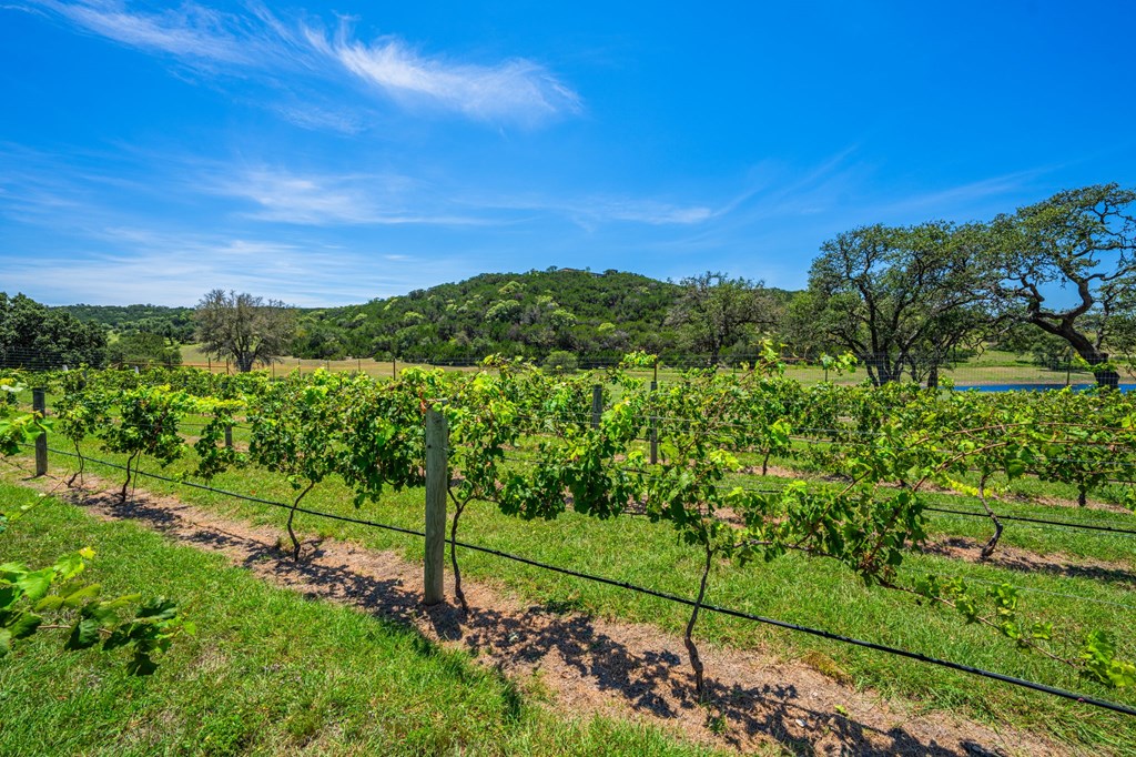 5081 Bandera Highway Center Point, TX 78010 - Photo 45 of 60 a view of a lush green outdoor space with a lake view