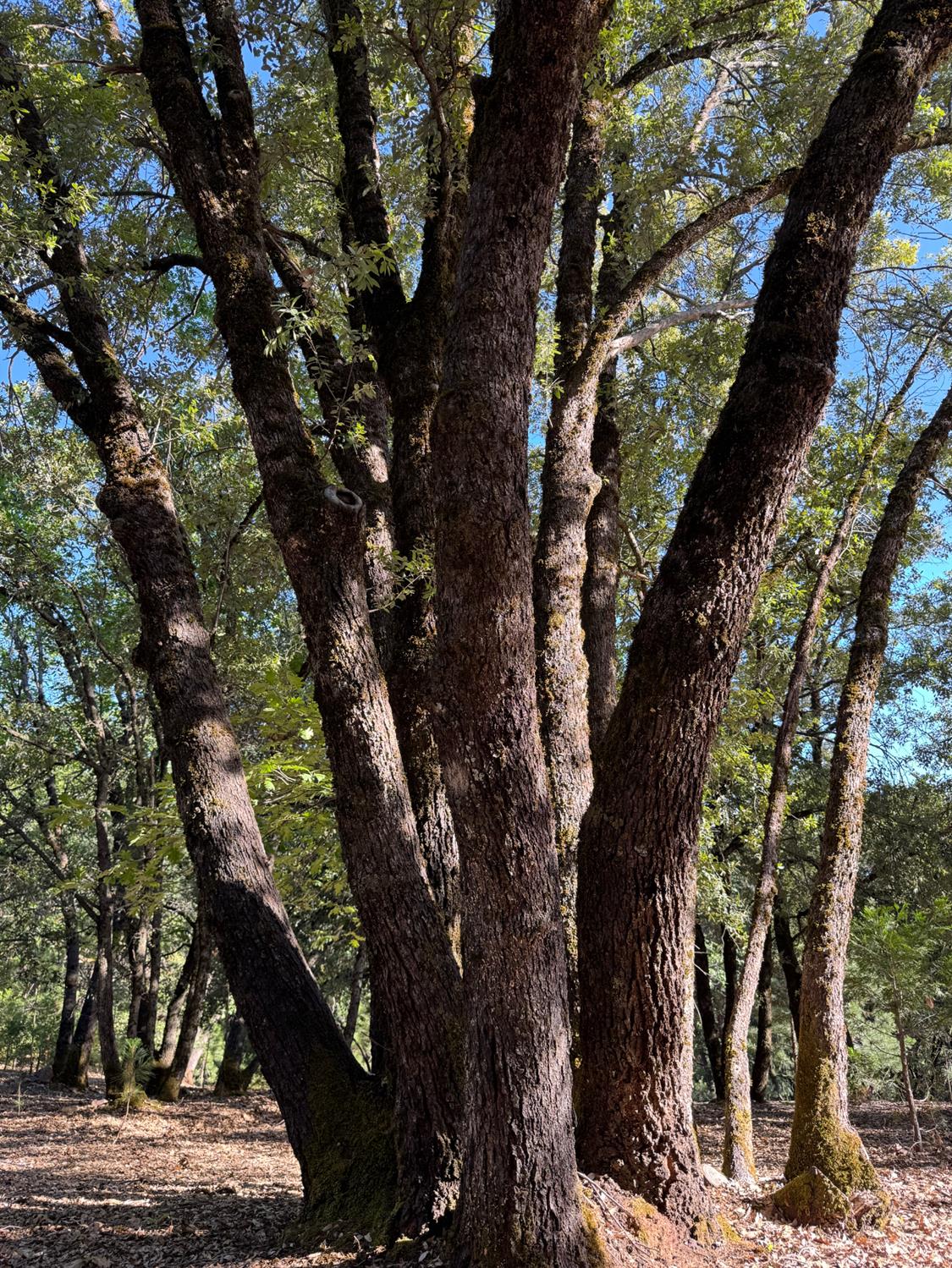 14577 Andrews Road Pine Grove, CA 95665 - Photo 34 of 37 a view of a tree
