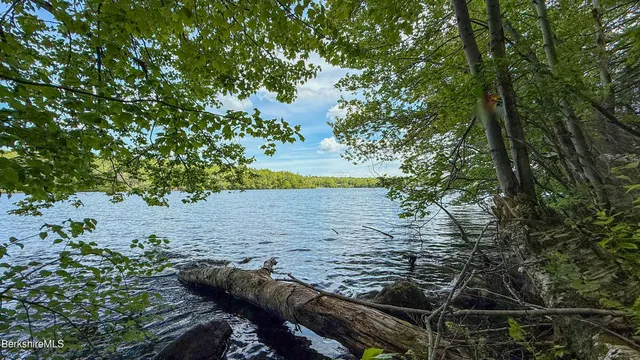 a view of a yard with plants