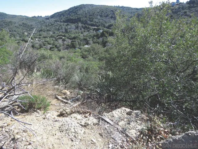 a view of a forest with trees in the background