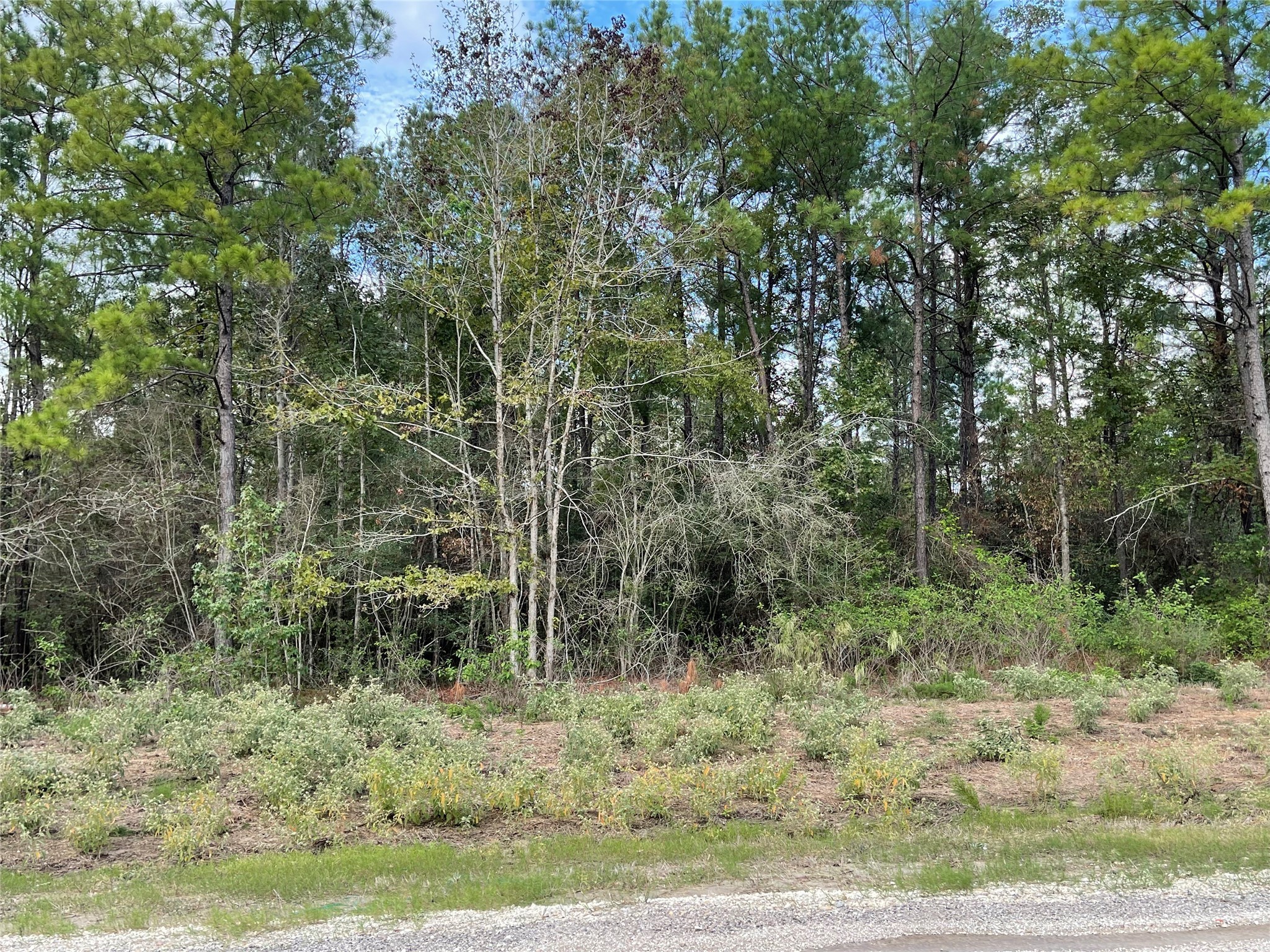 15829 Ridge Rock Road Willis, TX 77378 - Photo 5 of 16 a view of a forest filled with trees