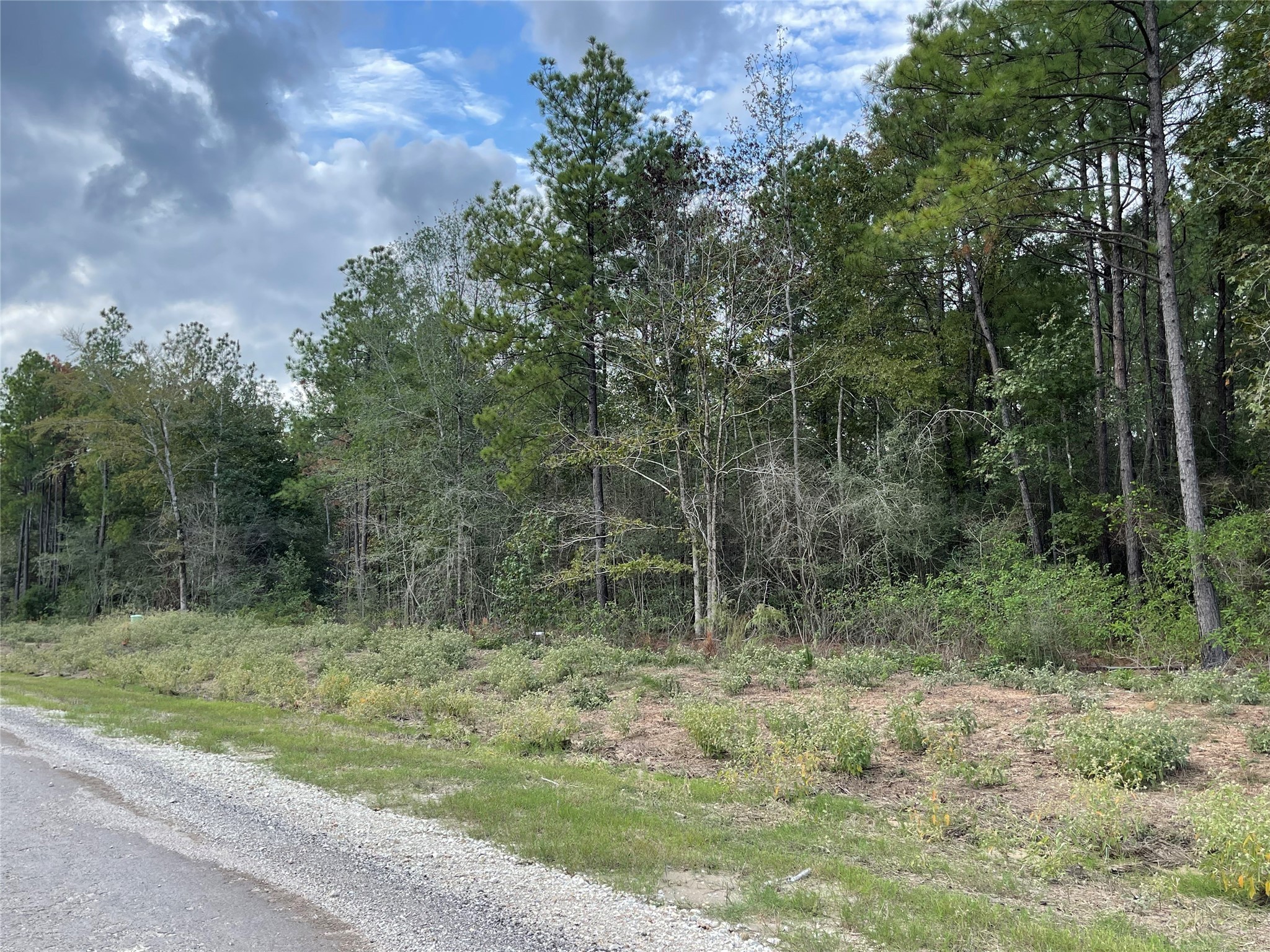 15829 Ridge Rock Road Willis, TX 77378 - Photo 6 of 16 a view of outdoor space and green space