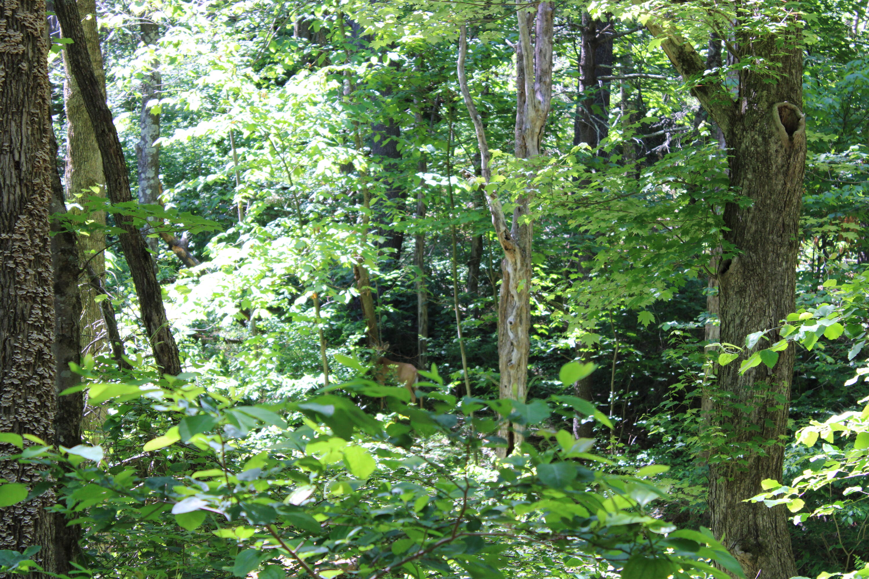 7923 Poor Mountain Road Bent Mountain, VA 24059 - Photo 86 of 95 IMG_0201