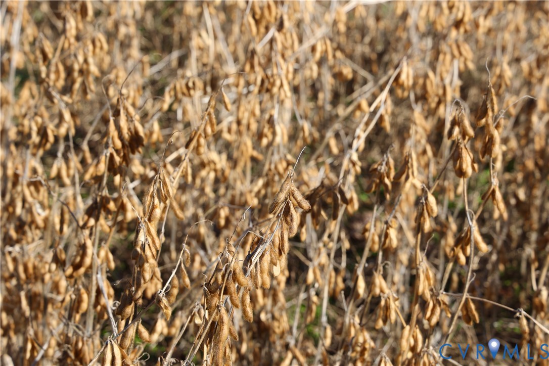 0 Bradley Creek Road Nathalie, VA 24577 - Photo 7 of 50