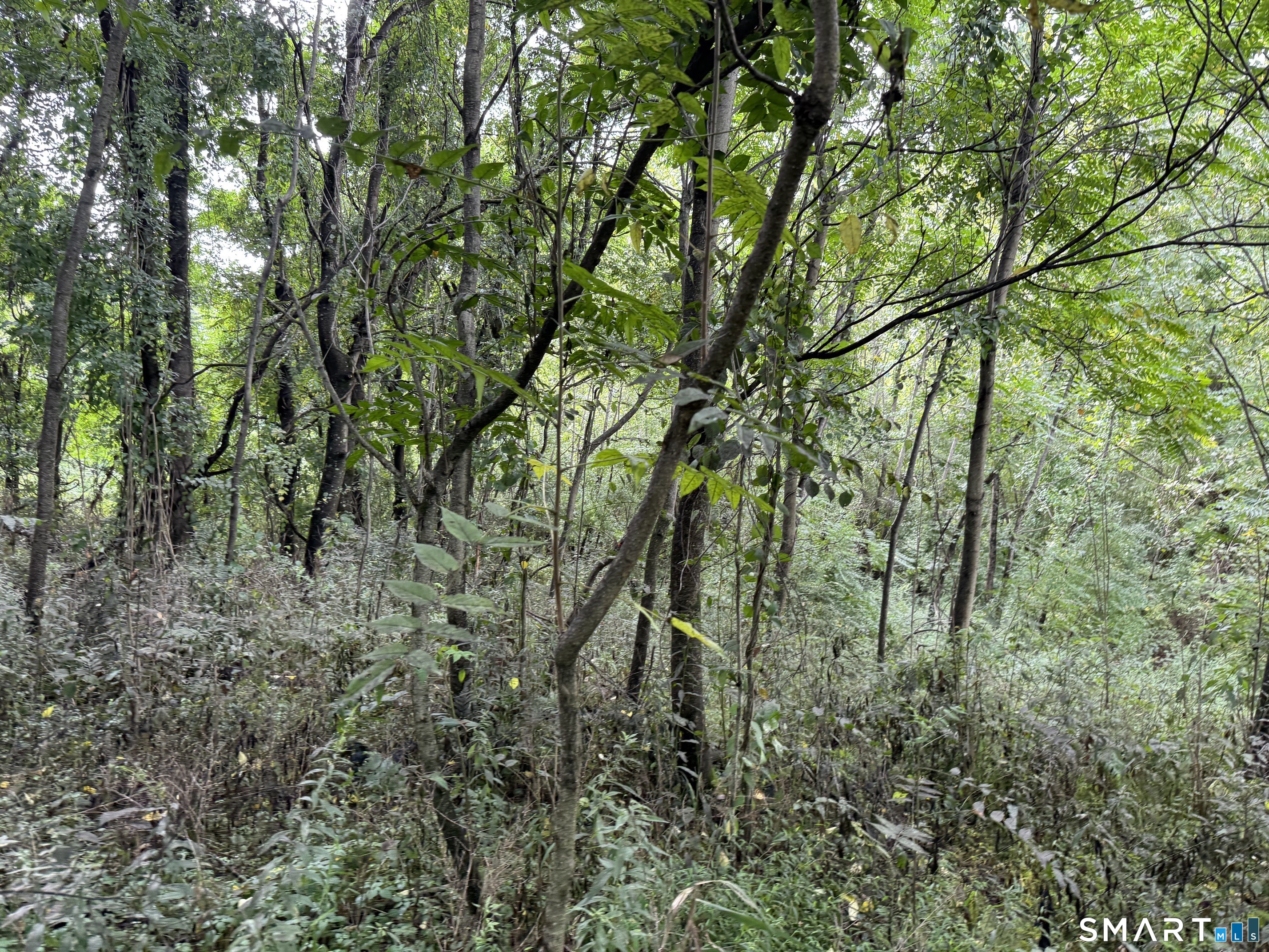 97 Long River Road Sherman, CT 06784 - Photo 8 of 29 Two acres of lightly wooded lot