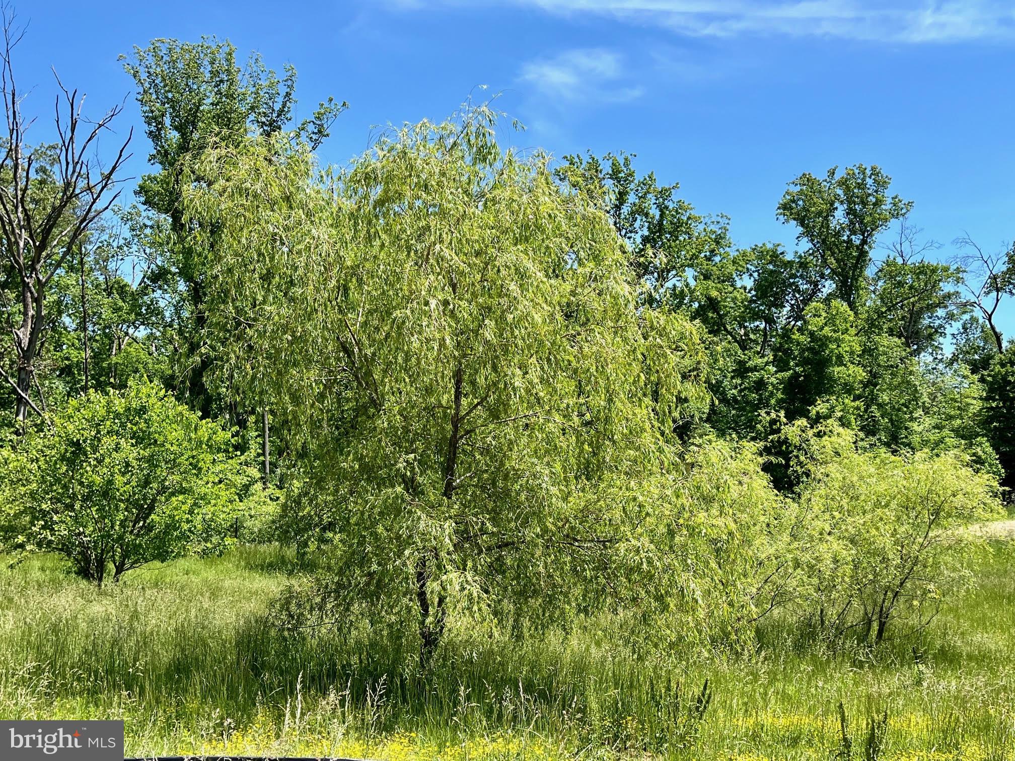 12370 Purcell Road Manassas, VA 20112 - Photo 24 of 30 Weeping willow