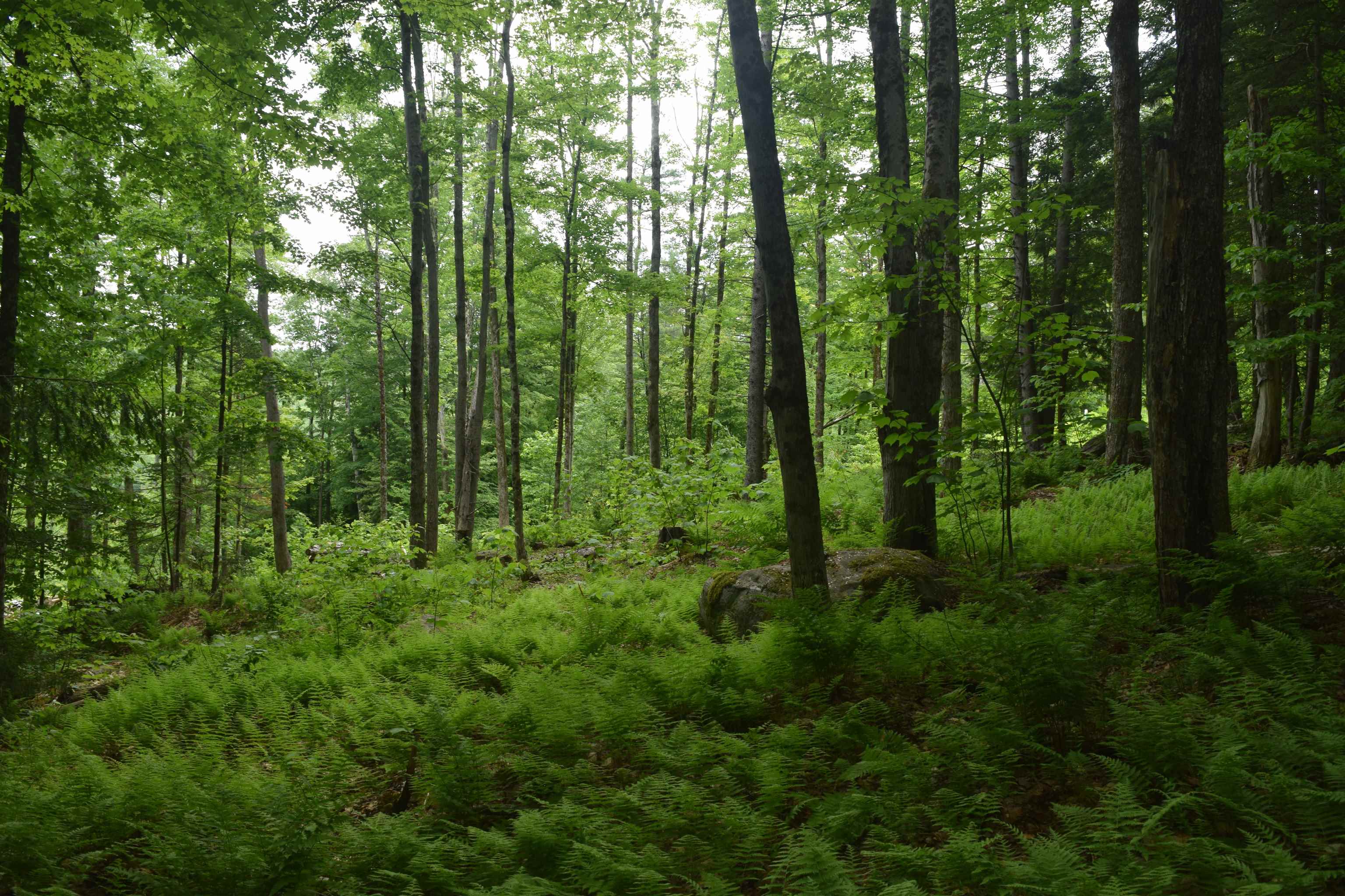 73 Stratton Arlington Road, Unit LOT #3 Wardsboro, VT 05360 - Photo 10 of 33