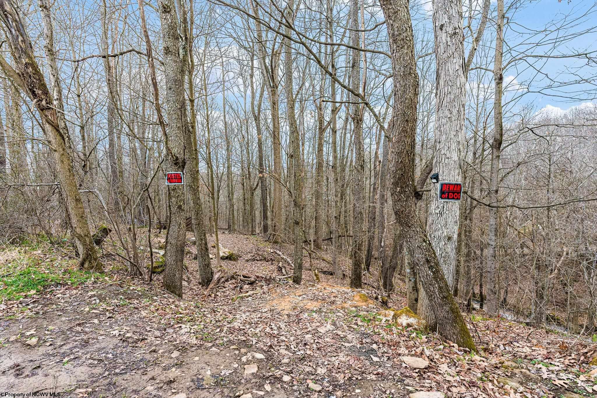 Tbd Coal Lick Road Albright, WV 26519 - Photo 8 of 21 Gallery Image 8