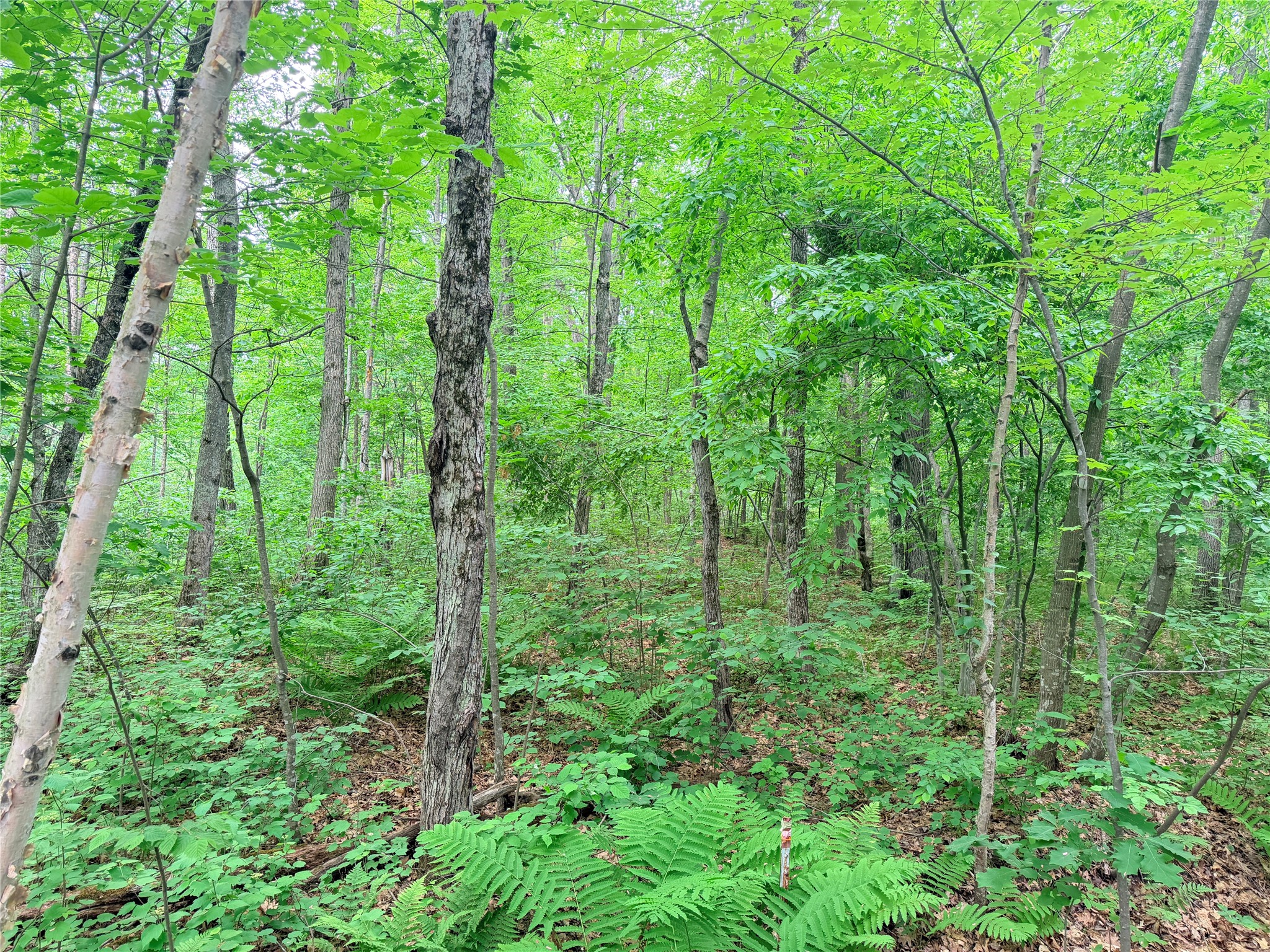 0 Schultz Lane Stone Lake, WI 54876 - Photo 12 of 12