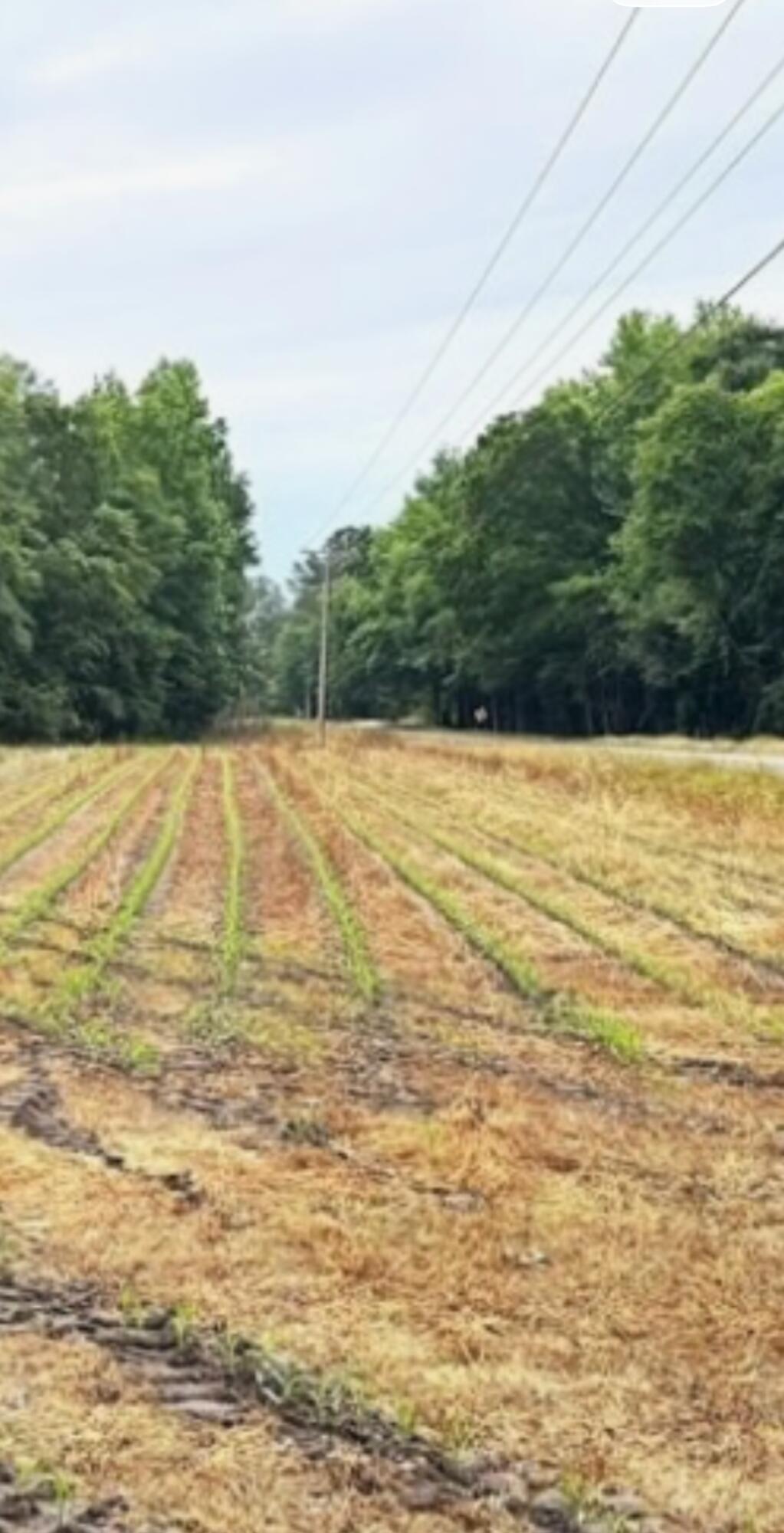 123 Mt Zion Road St. George, SC 29477 - Photo 1 of 1 View recent photos