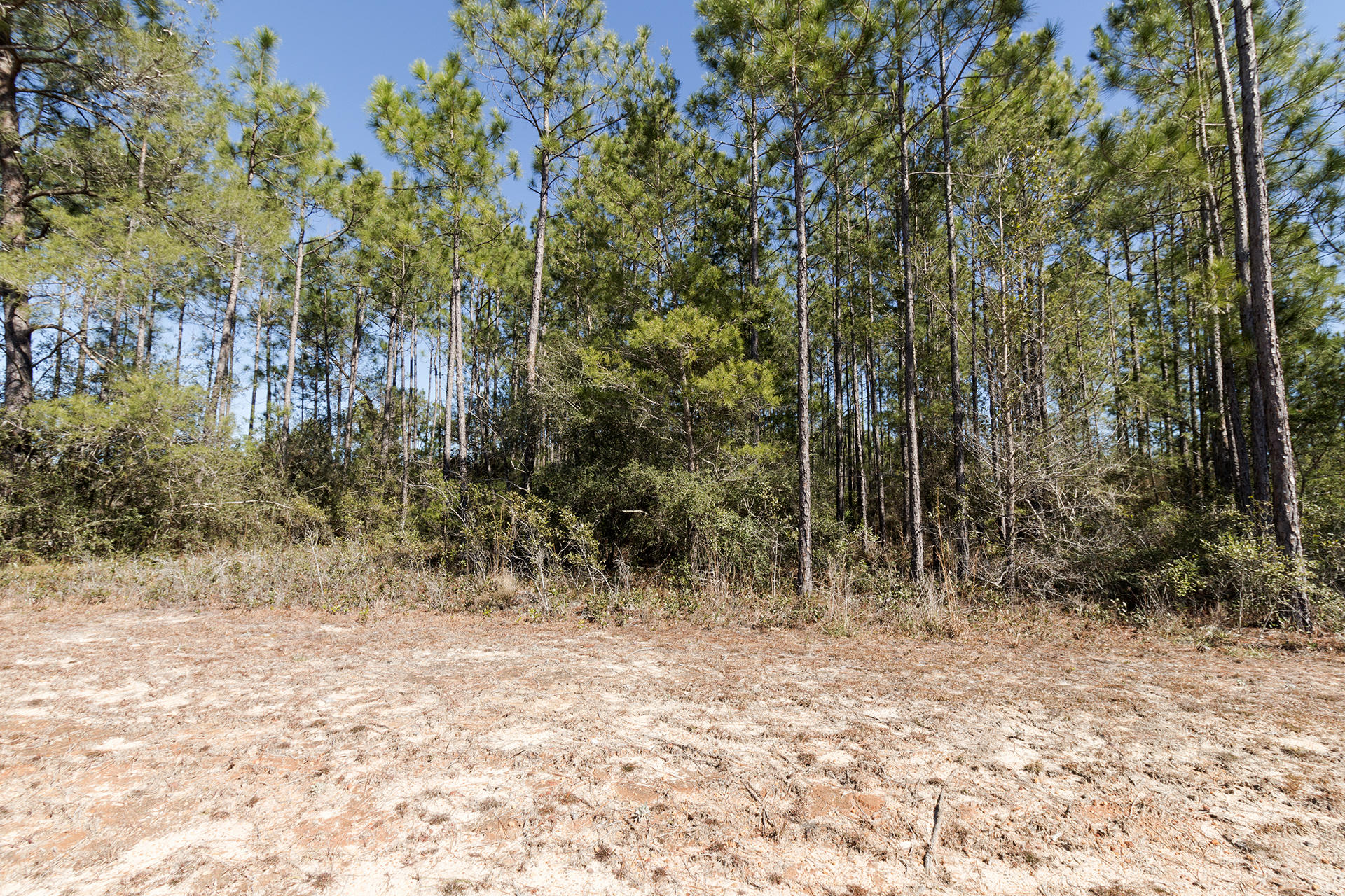 Lot 23 Gulf Pines Freeport, FL 32439 - Photo 3 of 9 a view of backyard with green space