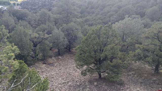 a view of a dry yard with lots of bushes