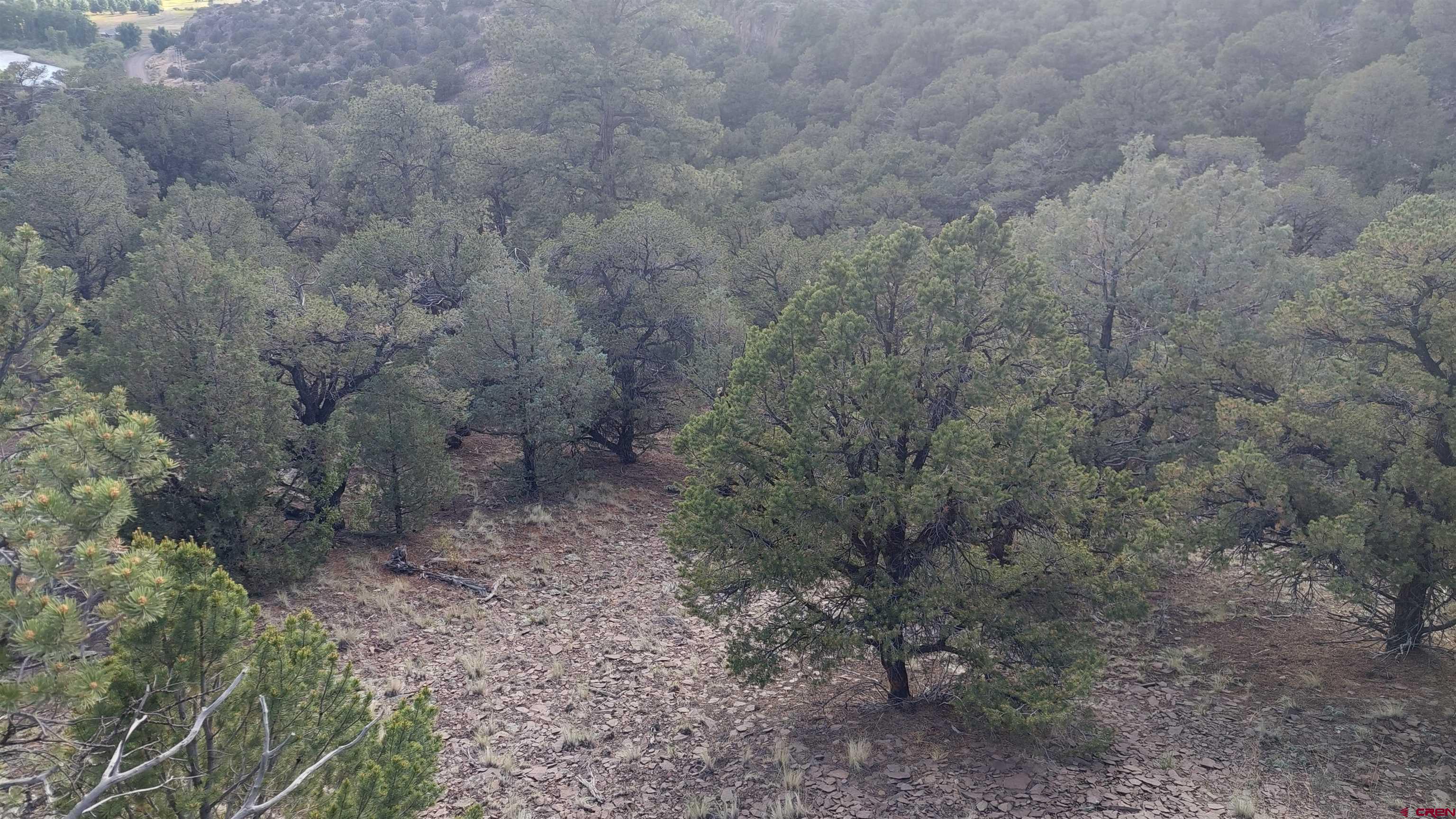 37 Turkey Creek Road South Fork, CO 81154 - Photo 3 of 6 a view of a dry yard with lots of bushes