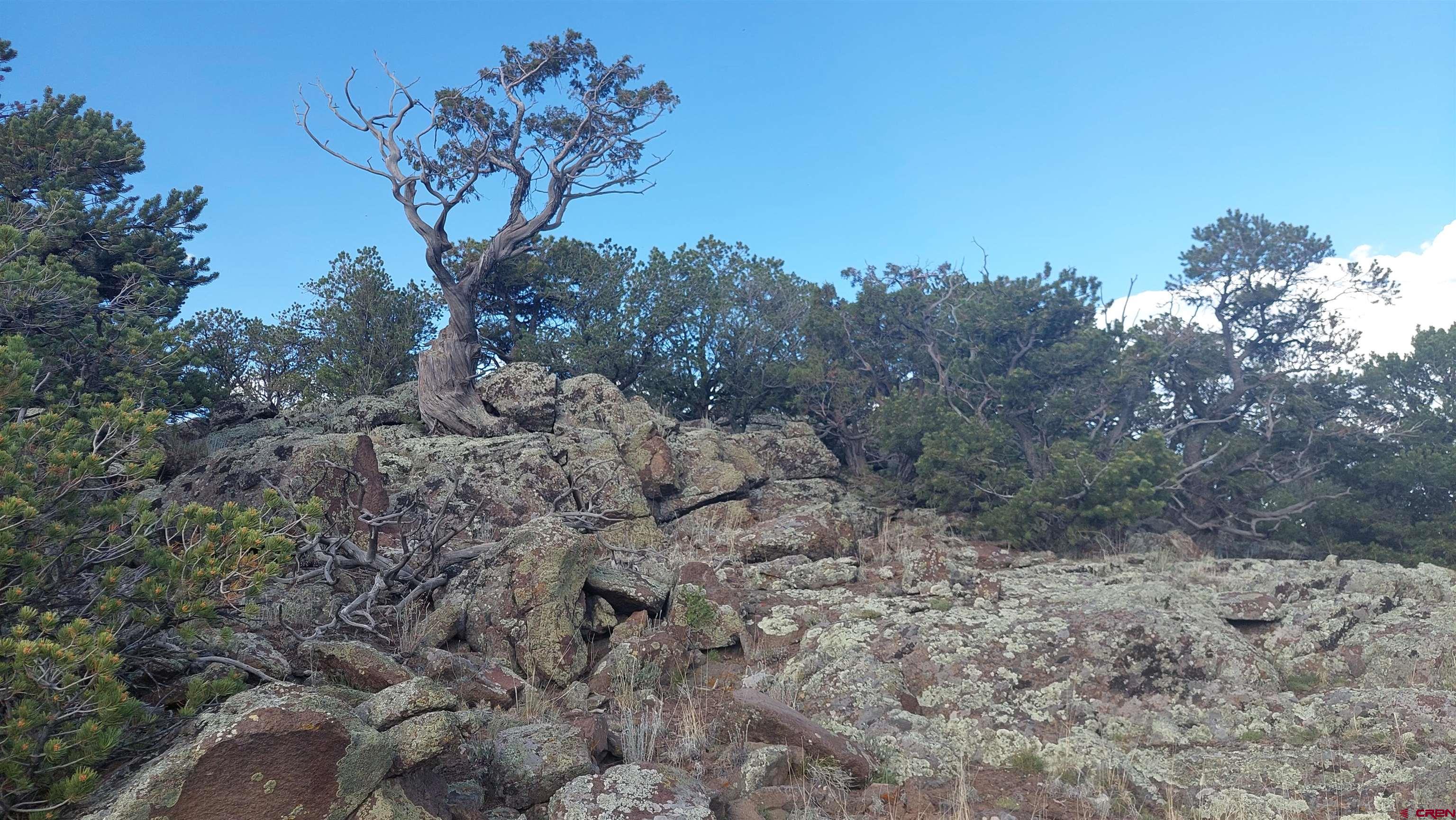 37 Turkey Creek Road South Fork, CO 81154 - Photo 5 of 6 a view of a dry yard with trees in the background