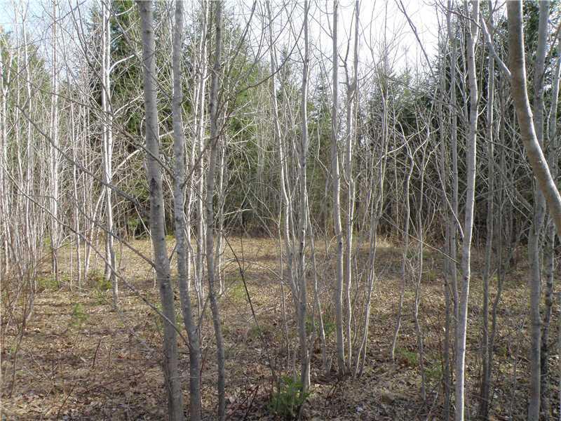 0 Rabbit Path Corinth, ME 04427 - Photo 7 of 11 Land/Lot. leachfield in back of...