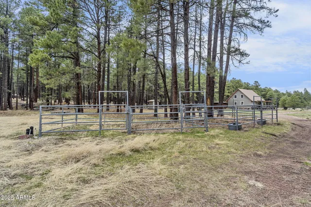 a view of a forest with trees in the background