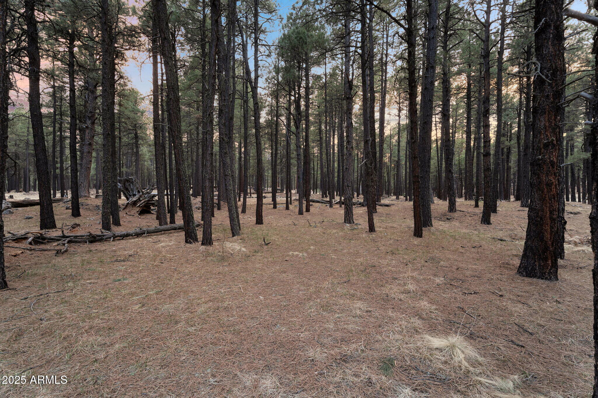 5348 Forest Service 701 Road Happy Jack, AZ 86024 - Photo 56 of 59 a view of outdoor space with swings and slides