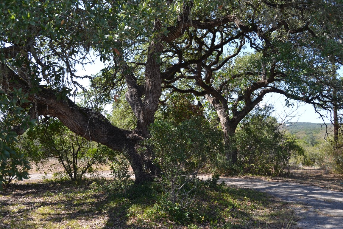 8409 Appaloosa Run Austin, TX 78737 - Photo 2 of 40 a view of tree