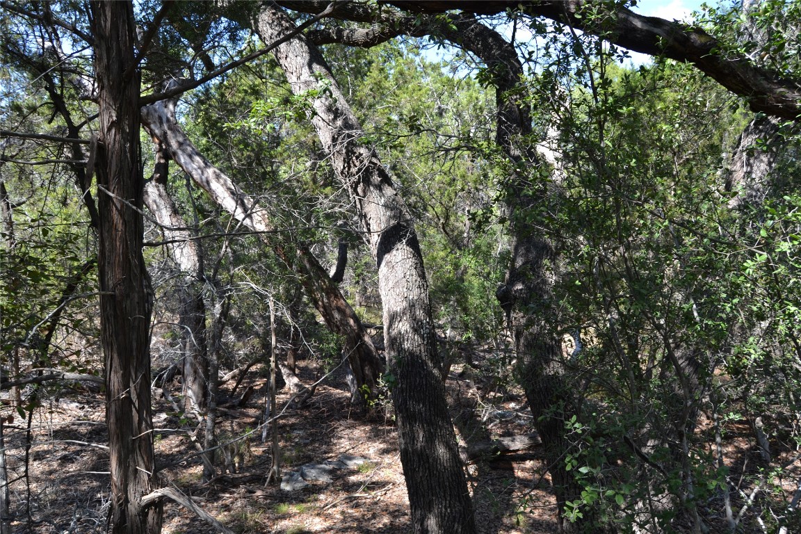 8409 Appaloosa Run Austin, TX 78737 - Photo 29 of 40 a picture of tree