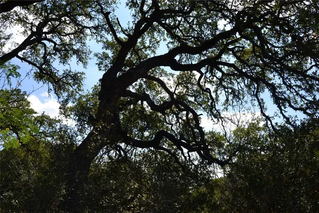 a view of a tree in a yard