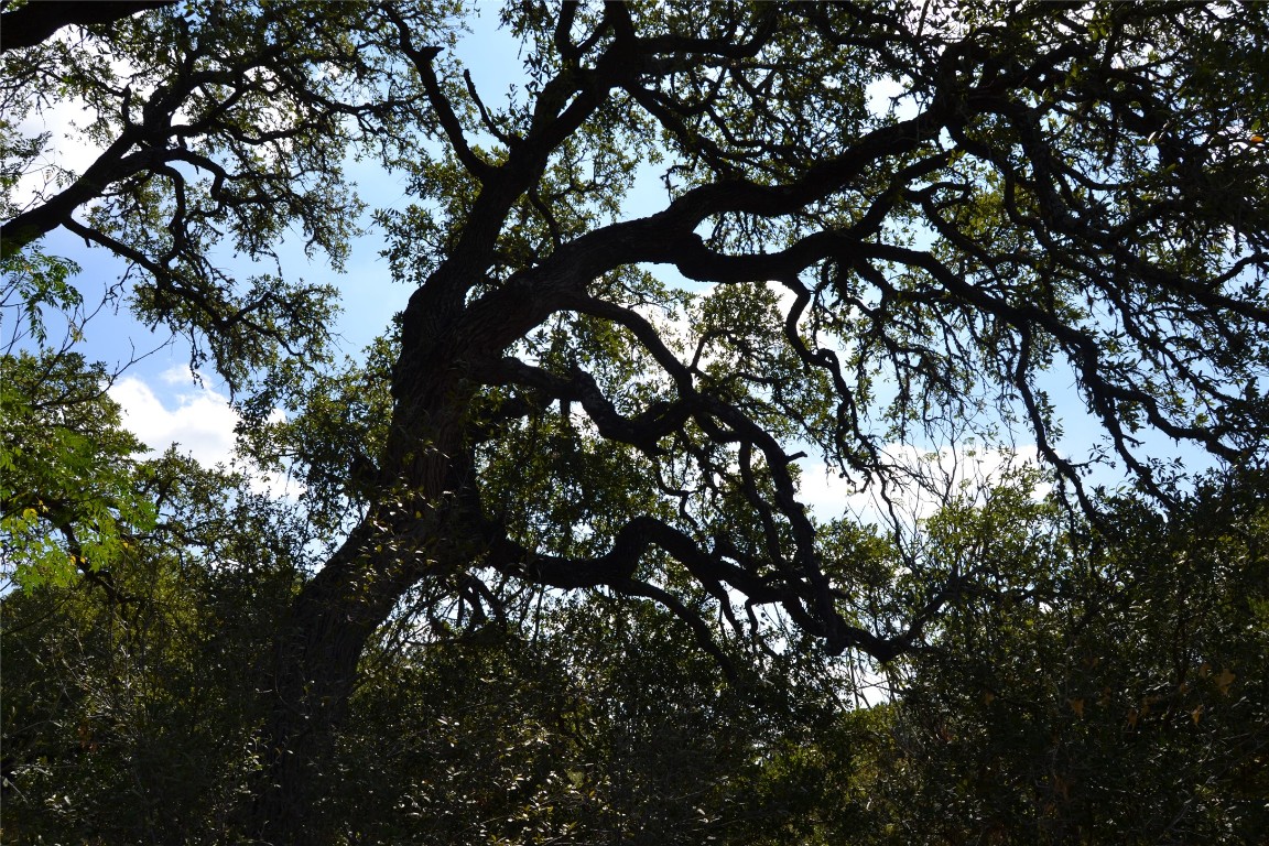 8409 Appaloosa Run Austin, TX 78737 - Photo 34 of 40 a view of tree