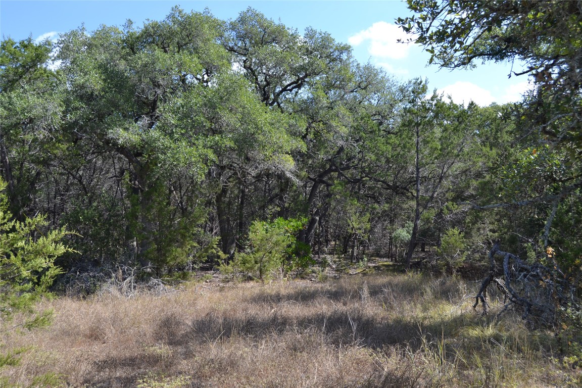 8409 Appaloosa Run Austin, TX 78737 - Photo 39 of 40 a view of a forest filled with trees