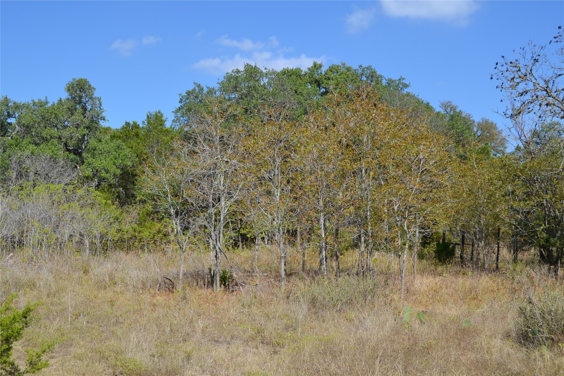 8409 Appaloosa Run Austin, TX 78737 - Photo 40 of 40 a view of a forest