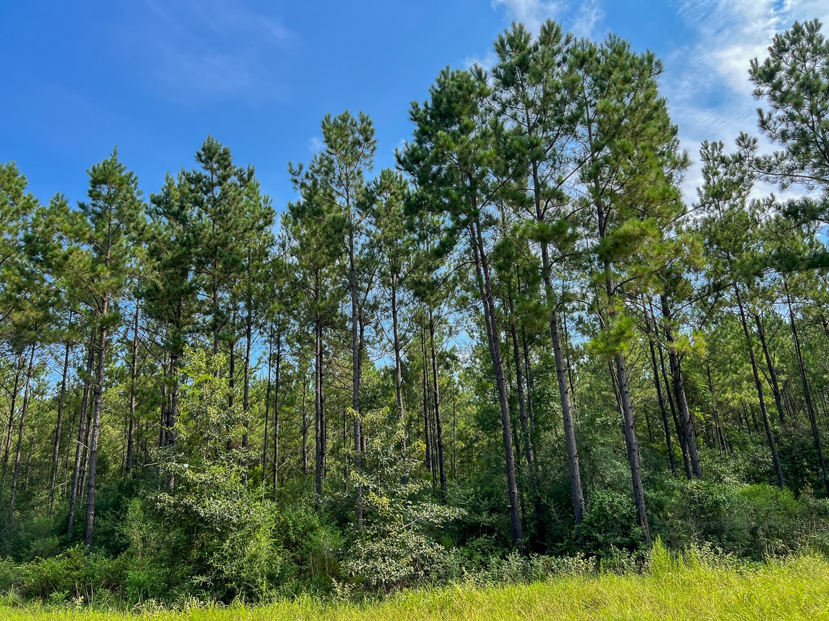 2 County Road 1325 Warren, TX 77664 - Photo 10 of 10