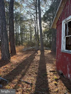 a view of a yard with plants and trees