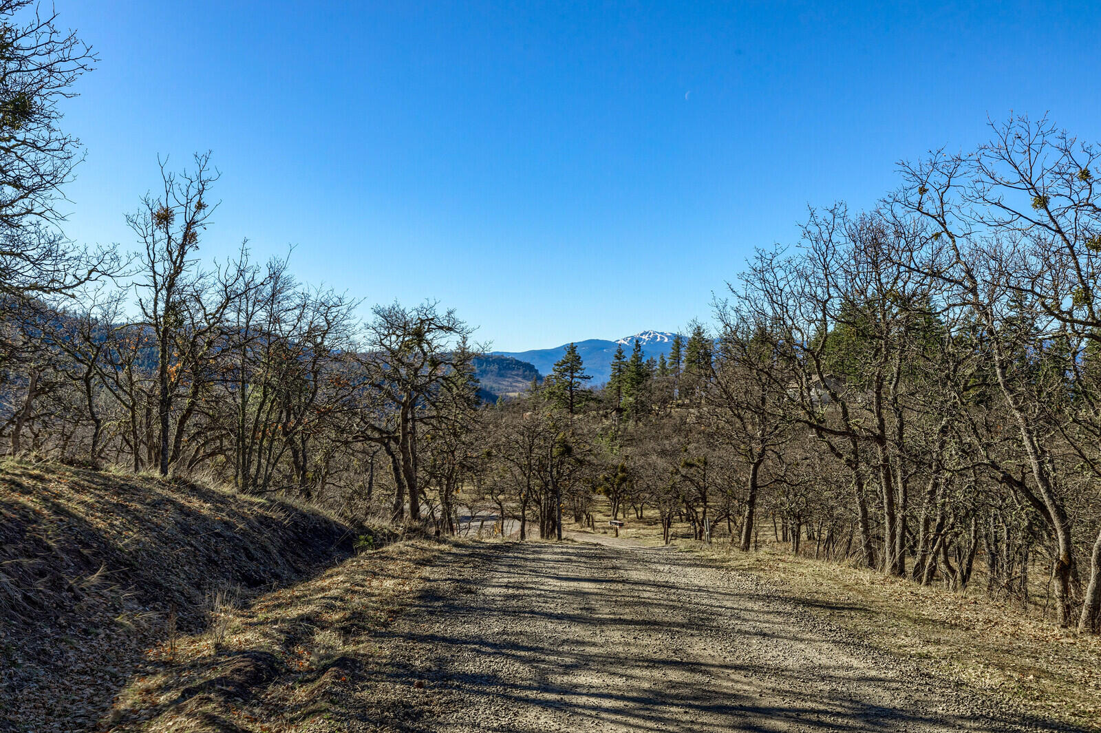 8317 Dead Indian Memorial Road Ashland, OR 97520 - Photo 22 of 37 a view of a yard with a tree