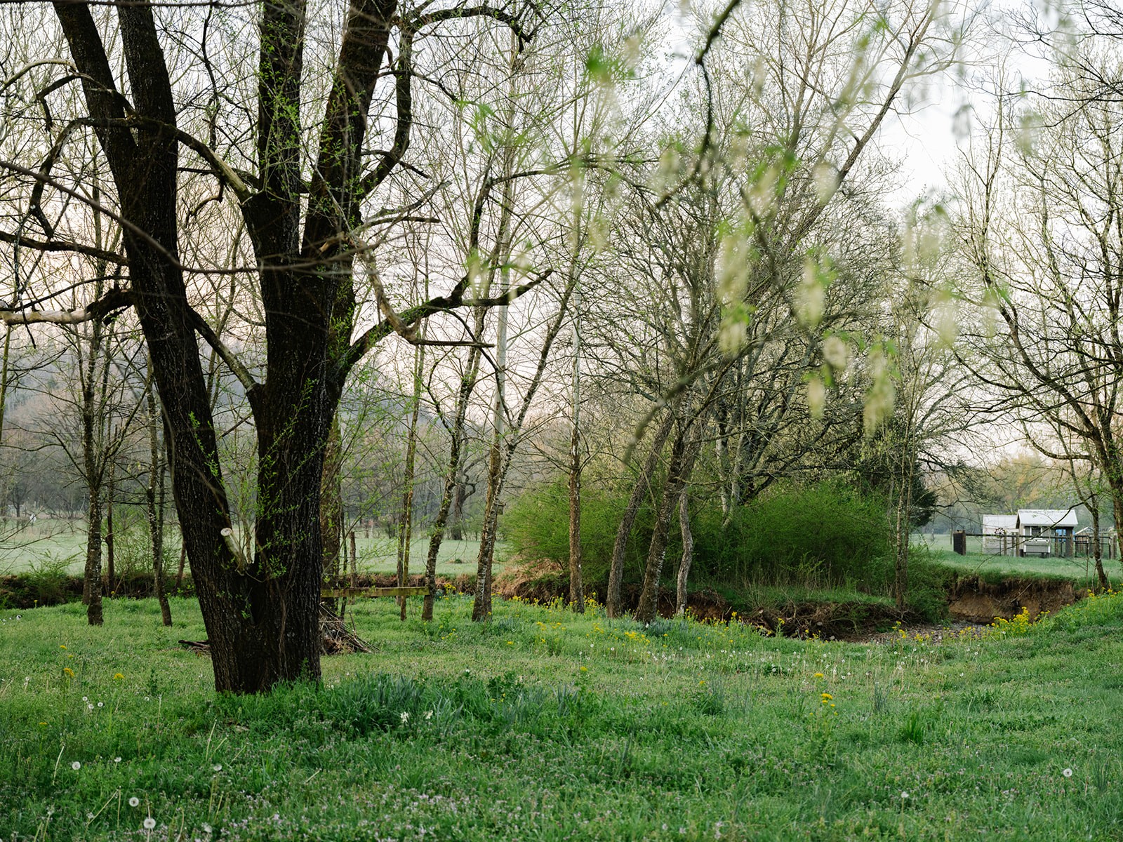 5545 Beech Hill Road Pulaski, TN 38478 - Photo 34 of 49