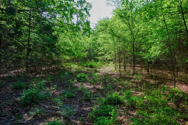 a view of a forest with lush green forest