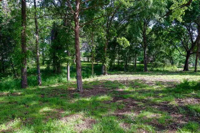 a view of a forest with a tree