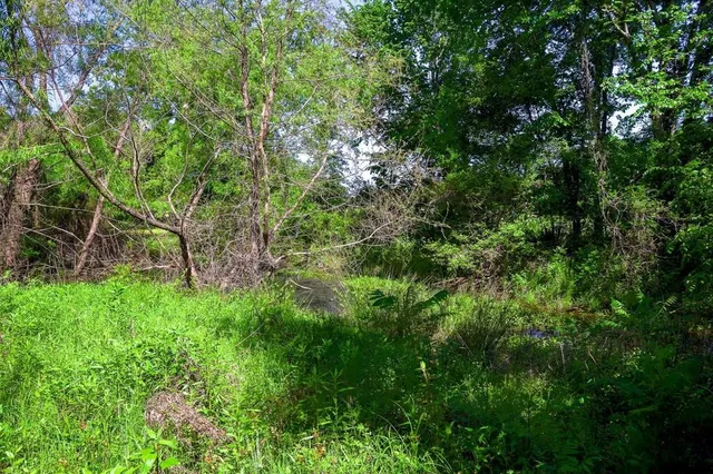 a view of a garden with plants