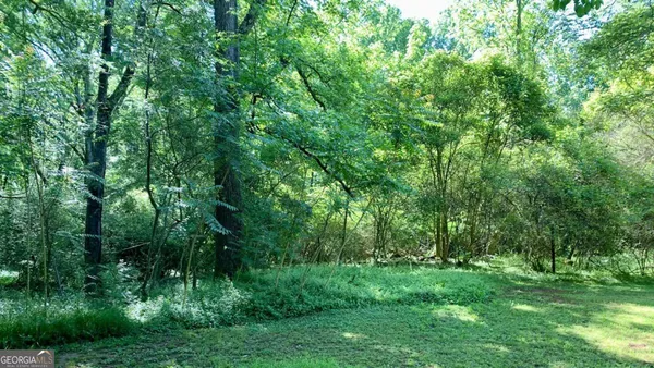 a view of lush green forest