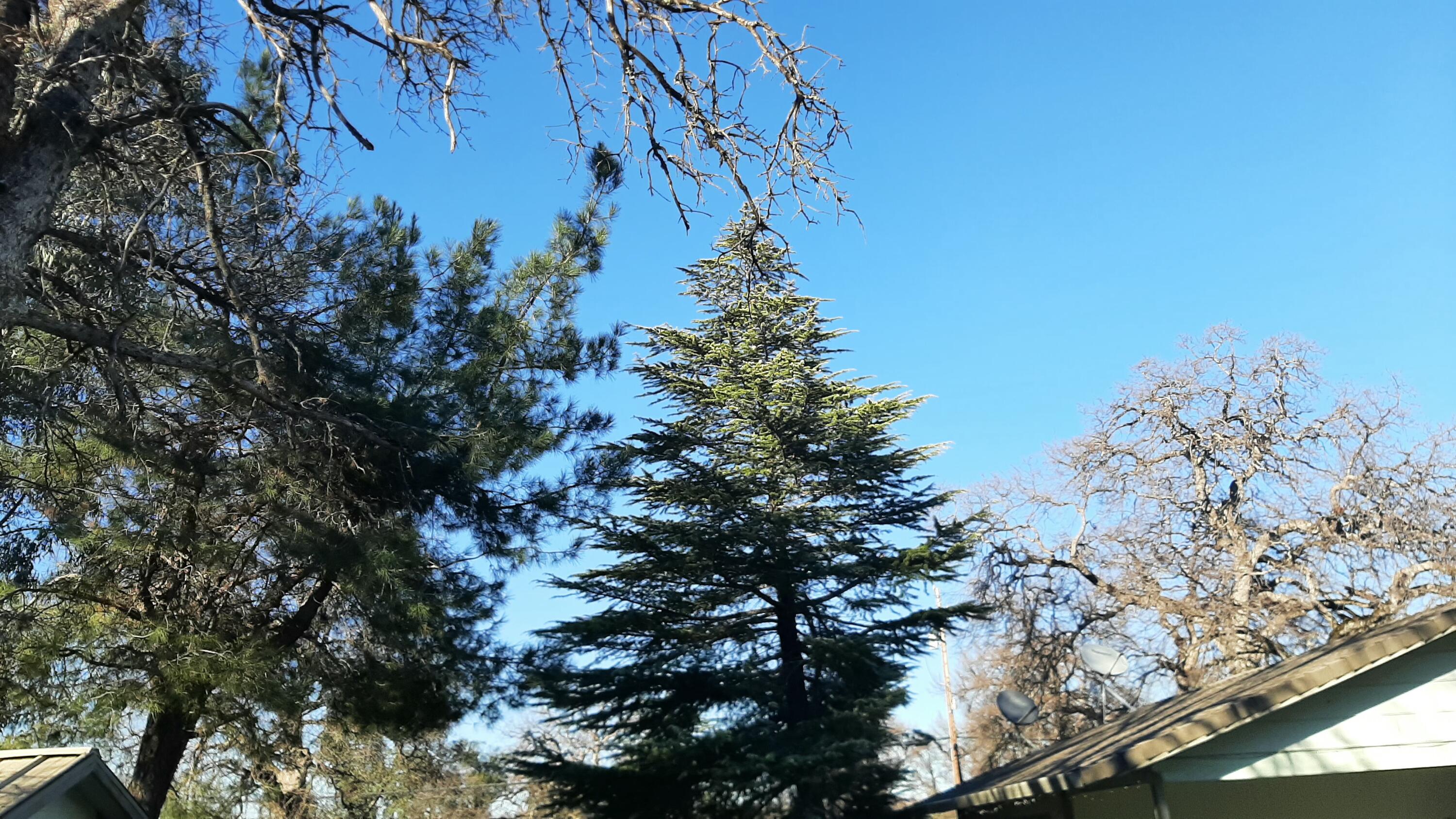 17185 Bowman Road Cottonwood, CA 96022 - Photo 17 of 30 EXT 17185 BOWMAN RD