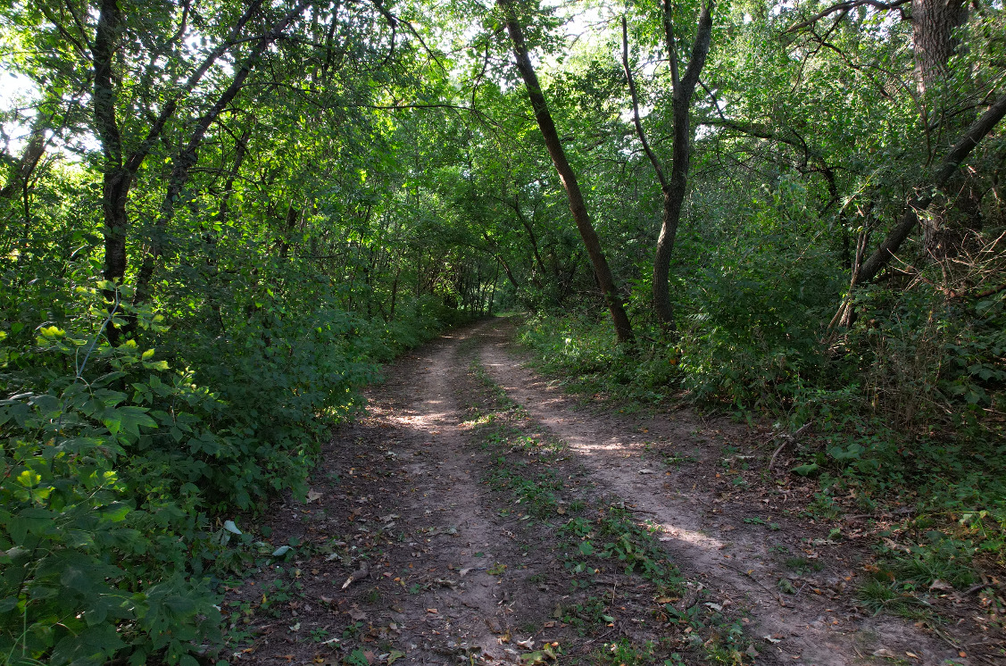 14028 Nichols Road Hebron, IL 60034 - Photo 82 of 94 a view of a forest with trees in the background